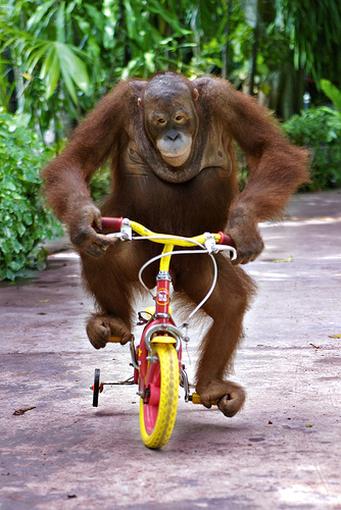 Nothing like a monkey riding a bike