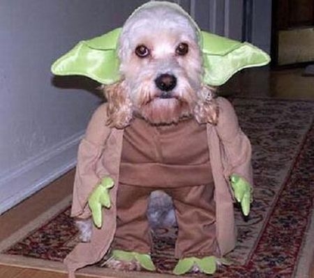 Star Wars And Dogs
