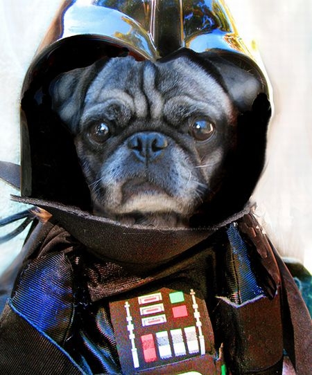 Star Wars And Dogs