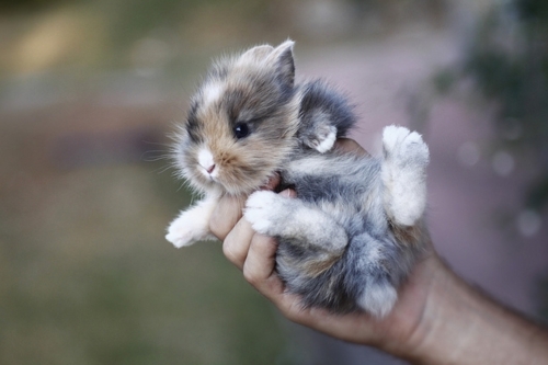 Baby Animals You Have Never Seen Before