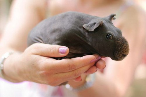 Baby Animals You Have Never Seen Before