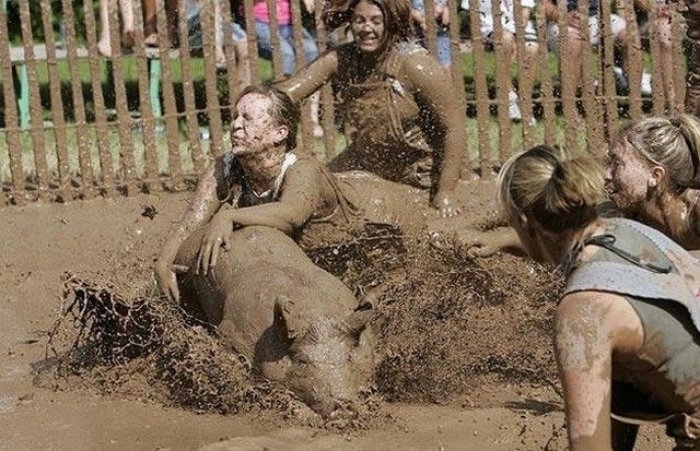 wrestling a pig in mud