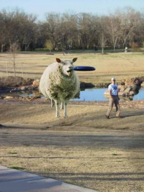 Sheep can jump?