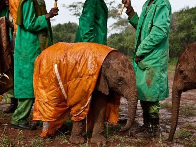 random pic baby elephant raincoat