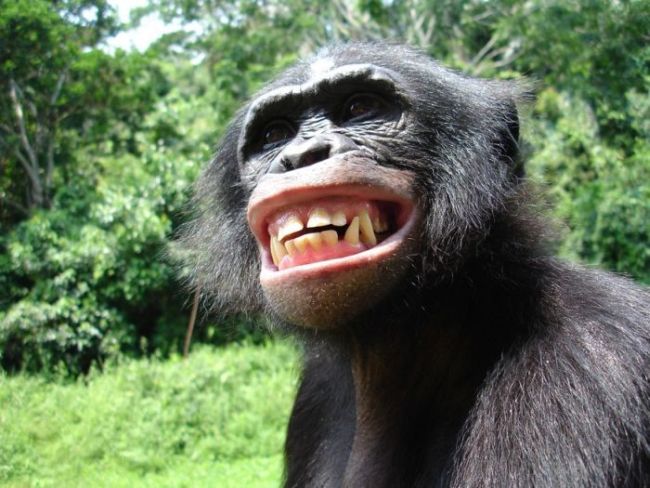 random pic bonobo teeth