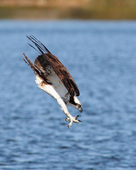 osprey attacking