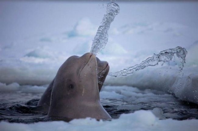 beluga whale in the arctic