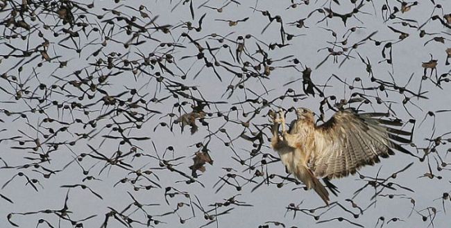 bat hawk