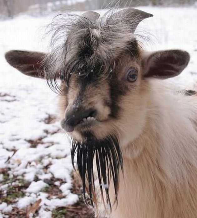 ugly goat