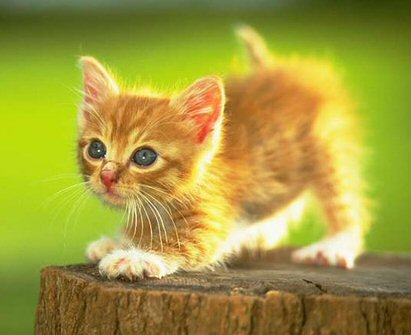 a beautiful kitten