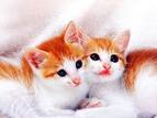 awesome kittys