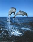 dolphins 2