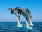 dolphins 3