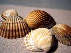 shells 1