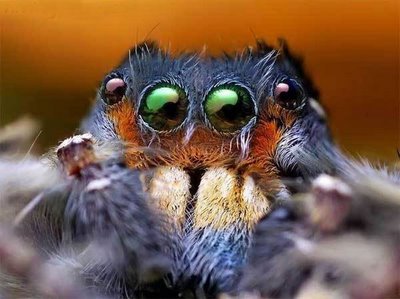 Beautiful Spider Eyes