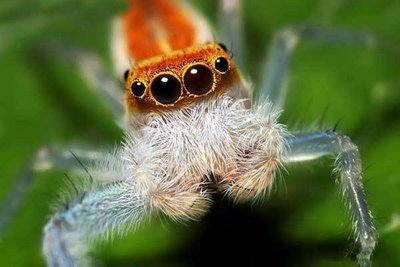 Beautiful Spider Eyes