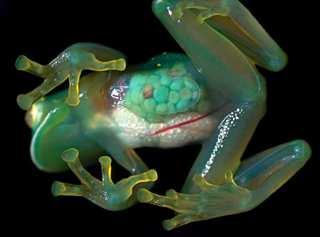 Glass Frog