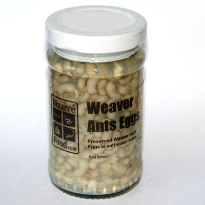 Weaver Ant eggs