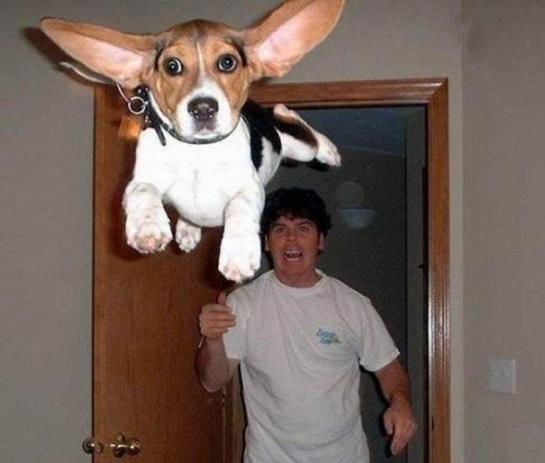 Flying dogs and cats