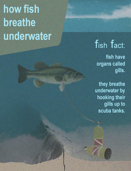 How do fish breathe underwater?