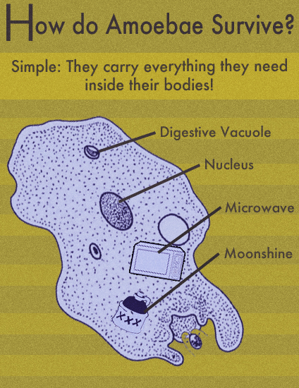 How do amoeba survive?