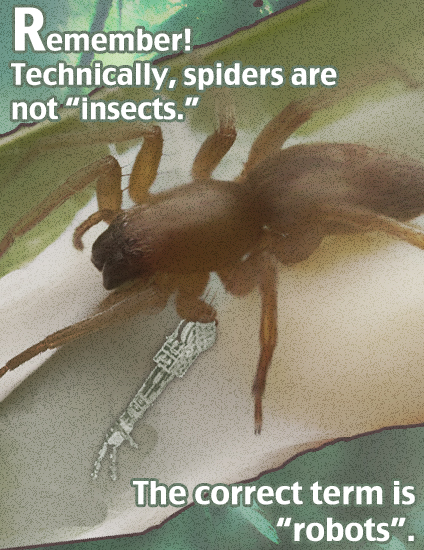 Spiders are not insects!