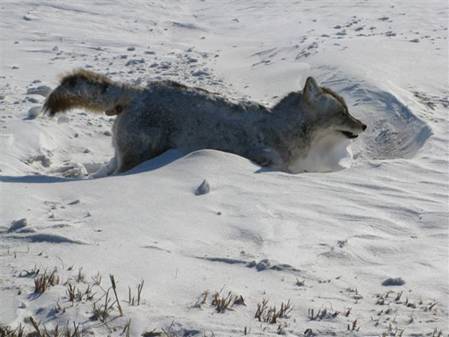 Frozen Coyote