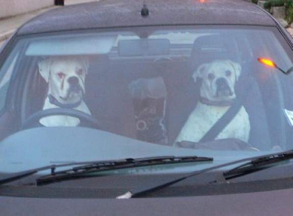 Driving Dogs