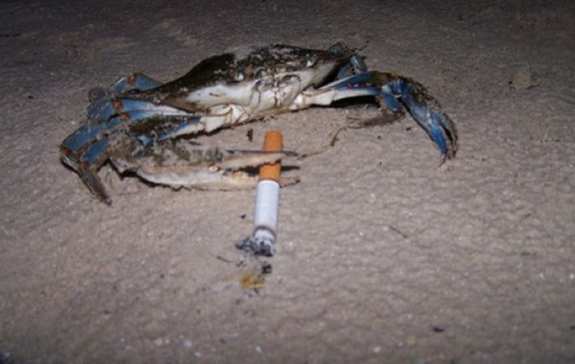 Smoking Crabs