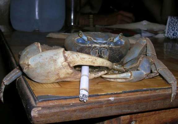 Smoking Crabs