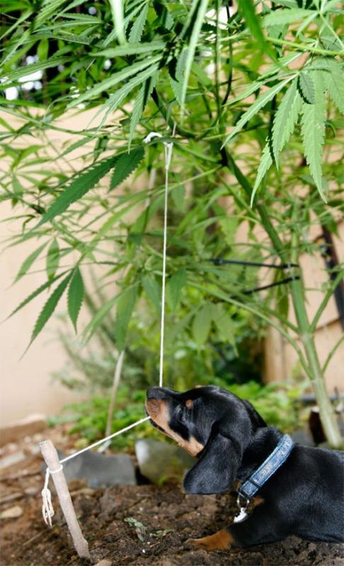 Animals Love Marijuana