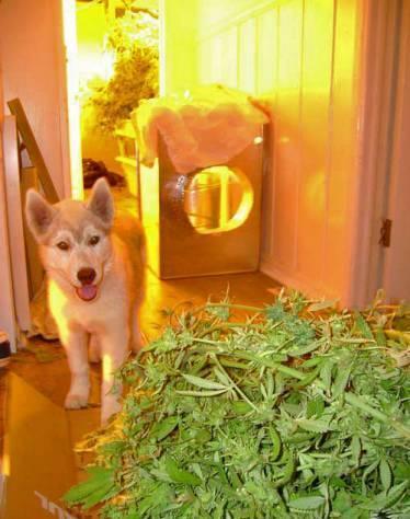 Animals Love Marijuana
