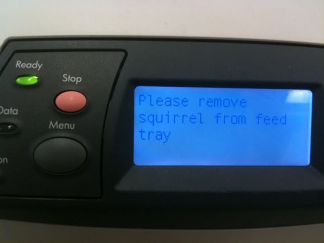 electronics - Ready Stop Data Please remove squirrel from feed tray Menu