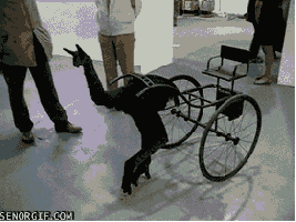 The Daily Dump - GIFtastic edition