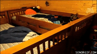 The Daily Dump - GIFtastic edition