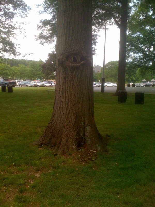 Tree of Sauron?