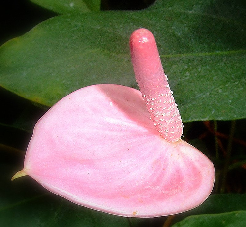 Sex in Nature