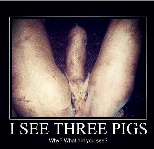 see three pigs what do you see - I See Three Pigs Why? What did you see?