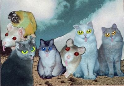 More of my pets being silly, some photo-shopped