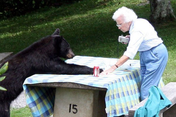 Old lady challenging a black bear for her picnic lunch