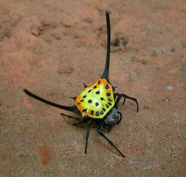 Crazy Cool Insects
