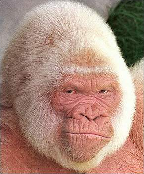 Albino Gorilla looks like my mother's ex.