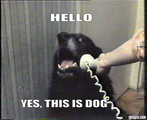 hello this is dog