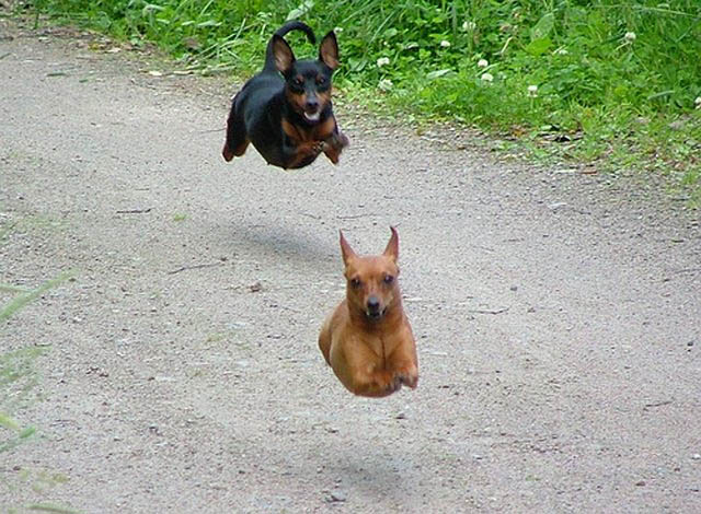 Its a bird! Its a plane! Its Hover Animals!