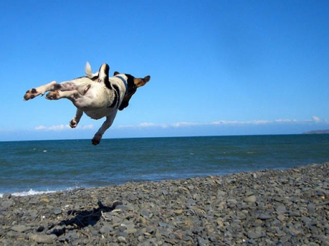 Its a bird! Its a plane! Its Hover Animals!
