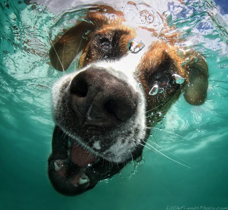 23 Underwater Photos of Dogs Fetching Their Ball