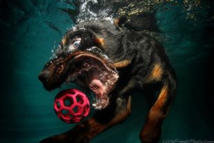 23 Underwater Photos of Dogs Fetching Their Ball