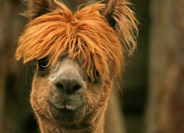 25 Alpacas with the Most Amazing Hair Ever
