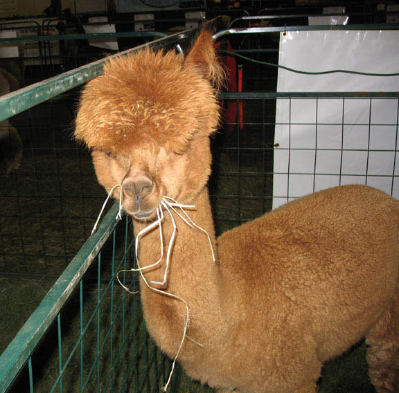 25 Alpacas with the Most Amazing Hair Ever