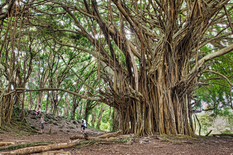 big tree in hawaii